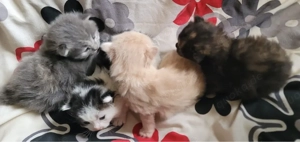 Zuckersüße Mischlings kätzchen 