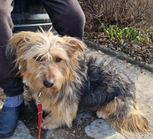 Viola, 2 Jahre, 35 cm, 15 kg, als Zweithund, 