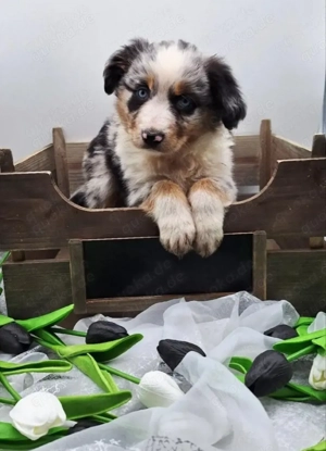 Miniature Australian Shepherd Welpen mit Papieren