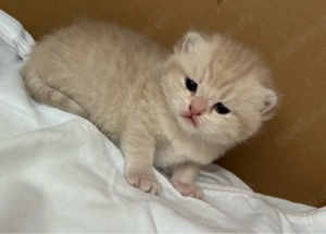 Reinrassige BKH Kitten mit Stammbaum