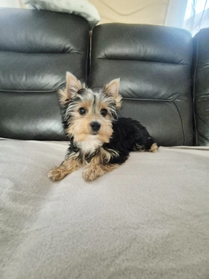 yorkshire terrier Welpen zum verkauf