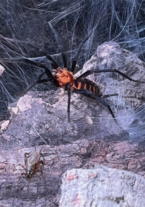 Vogelspinnen und Hundertfüssler Bild 5