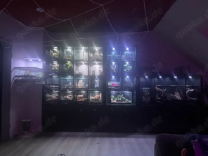 Vogelspinnen und Hundertfüssler