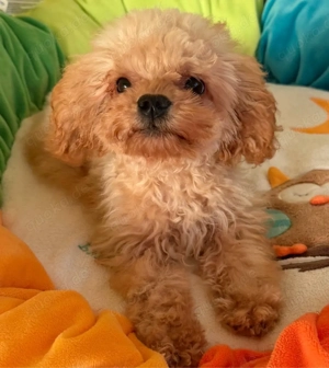 Niedlicher  kleiner Maltipoo Welpe