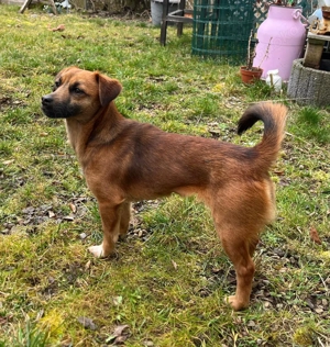 Kleine Allrounderin Nika sucht Familienanschluss