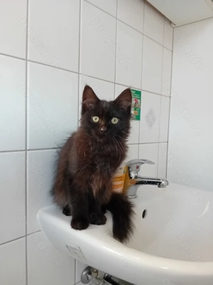 Heilige Birma Perser Mix Kitten