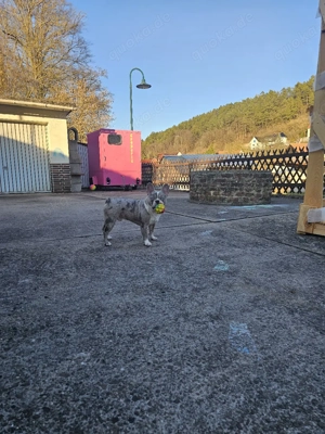 französische bulldogge Merle