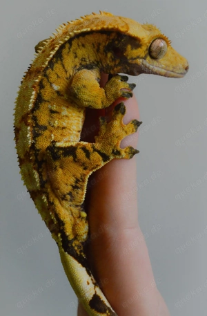 1.0 Kronengecko Yellow Extrem Harlequin 