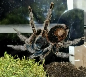 Vogelspinnen Grammostola Brachypelma u.a.