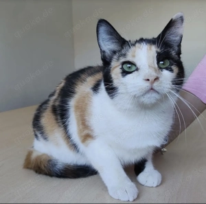 TIK- gesellig, verspielt, friedliebend