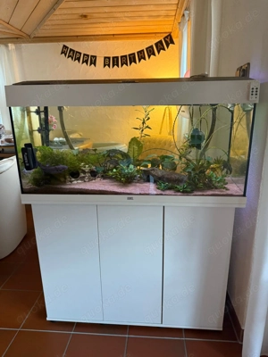 3 Axolotl mit Aquarium und Zubehör