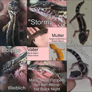 Leopardgeckos M+W in verschiedenen Farben zu verkaufen