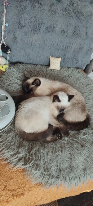  BKH  Seal  Point ! Prinzessin ! Reinrassig  Bild 3