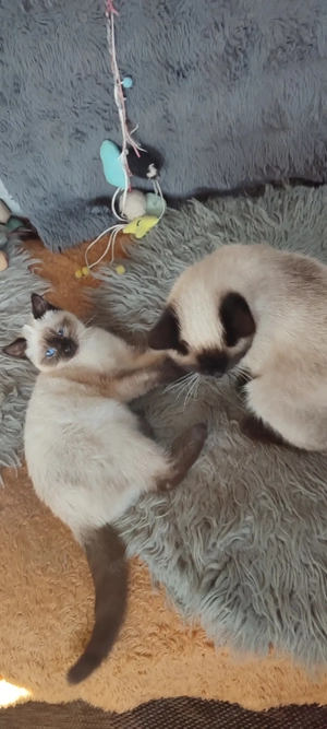  BKH  Seal  Point  Mädchen ! Reinrassig 