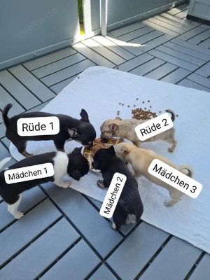 reinrassiger, kurzhaariger Chihuahua-Welpe 