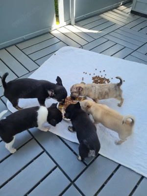 Reinrassiger, kurzhaariger Chihuahua-Welpe