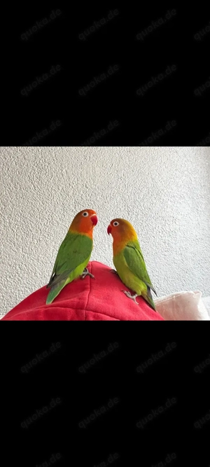 Pfirsichköpfchen (Agapornis fischeri)