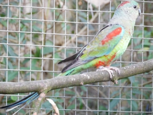 3 junge Vielfarbensittich -Hennen suchen ein neues Zuhause