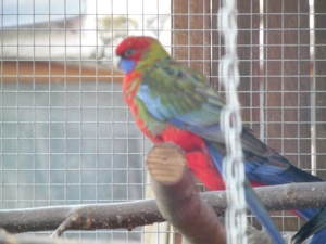 Junge Pennantsittich - Hennen incl. DNA Nachweis suchen ein neues Zuhause