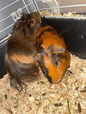 meerschweinchen (Männlich)