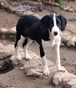 Zuhause oder Pflegestelle gesucht für Honey 