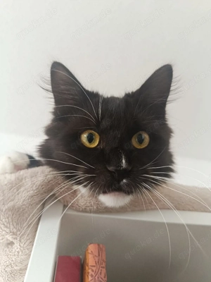 Reinrassiger Sibirisch Waldkater 