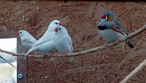 Zebrafinken und 2 Diamanttäuber 