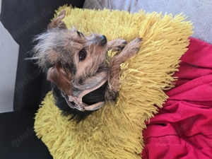 Hund zu verkaufen weiblich