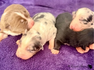 Australian Shepherd Welpen mit ASCA Papieren 