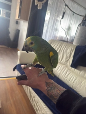 3 Blaustirnamzonen abzugeben alle Blutsfremd 