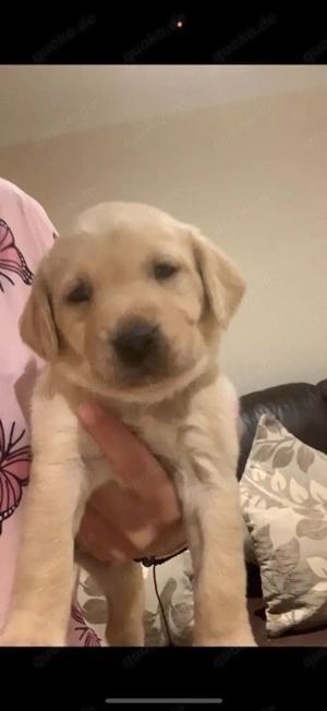 Wunderschöne Welpen zu verkaufen 