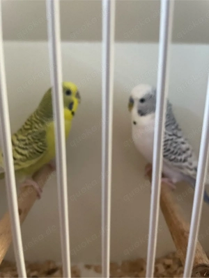 tcb Wellensittiche abzugeben 