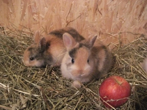 Süße kleinbleibende handzahme Zwergkaninchen 8 Wochen abzugeben  Bild 5