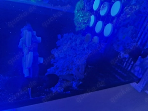 Pumpende Xenien  Kenia Bäumchen  Grüne Röhrenkoralle