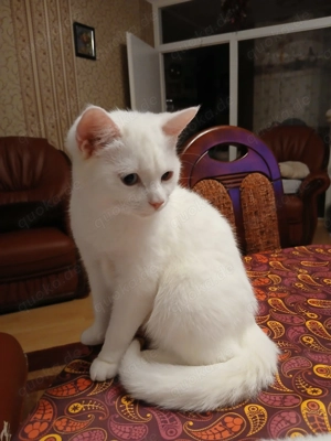 Katze Khao Manee Rasse 