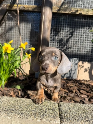 Liebevoller zwergdackel sucht traumhaus
