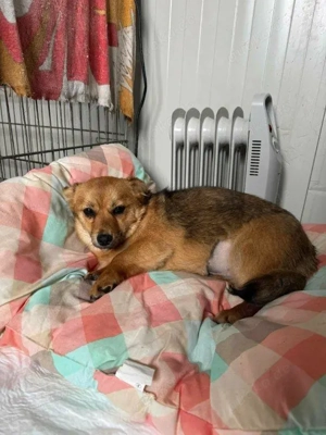 süße, kleine, wunderschöne Hündiin "Ira" hast DU ein Körbchen frei für mich ?