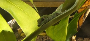 Phelsuma Grandis Jungtiere
