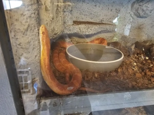 2 Schlangen mit Terrarium in gute Hände abzugeben