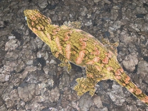 2.2 Rhacodactylus leachianus, Mount Koghis, Friedel, Gecko