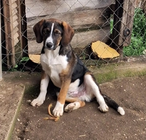 Zuhause oder Pflegestelle gesucht für Hector 