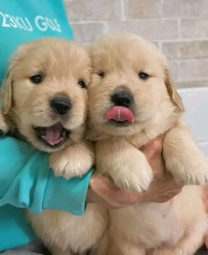 Golden-Retriever-Welpen WhatsApp: (15510055069)