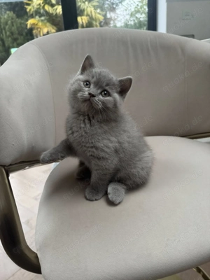 Wunderschöne und verschmuste Britisch Kurzhaar-Kätzchen (männlich & weiblich)