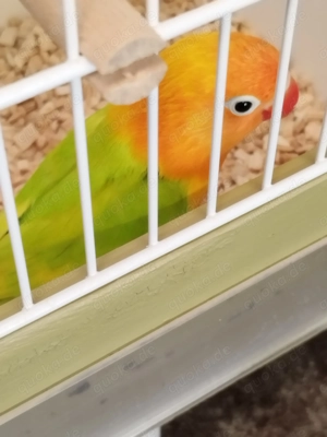 Ganz tolle junge Pfirsichköpfchen!!! Bild 3