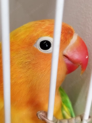 Ganz tolle junge Pfirsichköpfchen!!! Bild 2