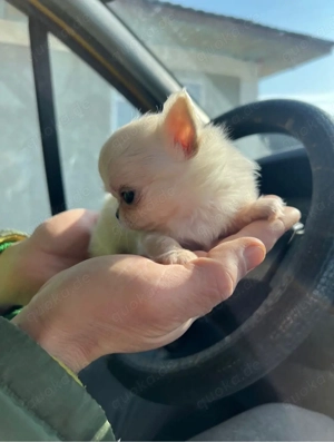 Chihuahua langhaar mädchen teacup 