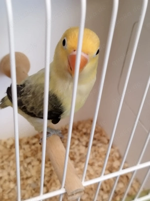 Ganz tolle junge Pfirsichköpfchen!!! Bild 7