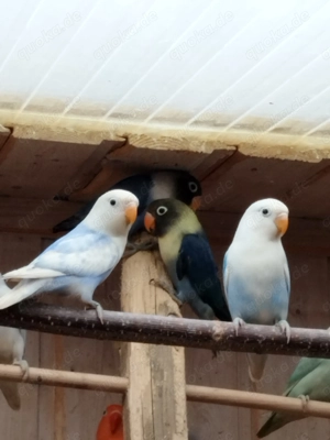 Ganz tolle junge Pfirsichköpfchen!!! Bild 8