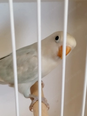Ganz tolle junge Pfirsichköpfchen!!! Bild 4