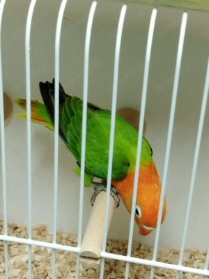 Ganz tolle junge Pfirsichköpfchen!!! Bild 9